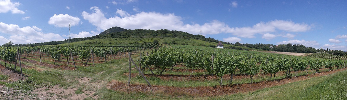 Vinice